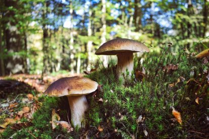 La fotografia d'un apagallums enviada per Sergio Calero que ha guanyat l'edició d'enguany de 'Tocats del Bolet'.