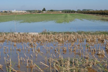 Varias fincas agrícolas seguían ayer anegadas en Miralcamp.