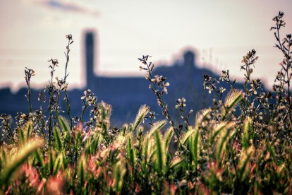 La primavera contemplant la Seu Vella - Aquesta fotografia de
Sisco Acosta és la guanyadora de l'última edició del certamen.