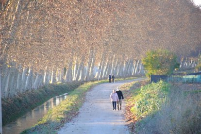 La banqueta del Canal, la principal vía verde de la capital del Pla d’Urgell. 