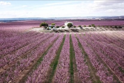 Milers de persones s'endinsen en els encants del mar rosa d'Aitona