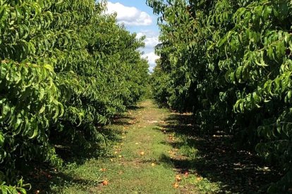 Un camp de fruiters danyats per l'última pedregada al Baix Segrià.