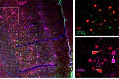 Desentranyen el mecanisme cerebral que regula l'ansietat