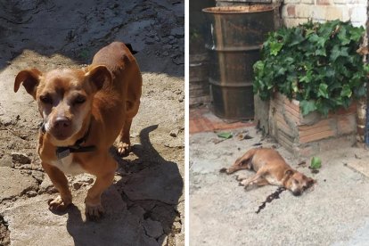 El perro, Rey, de, 14 años, y a la derecha como lo encontraron con varios tiros el viernes pasado.