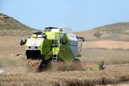 Inici de la campanya cerealística a Lleida el mes de maig passat.