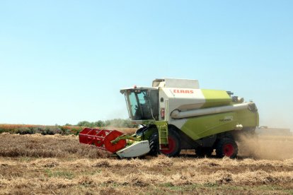 Una máquina recolectando cebada en un campo de Alfès en plena campaña.