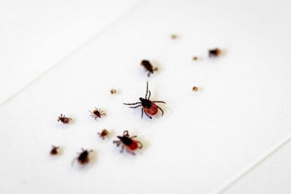 Varias garrapatas son estudiadas en un laboratorio.