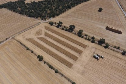 Una estelada de rostolls de 112 metres