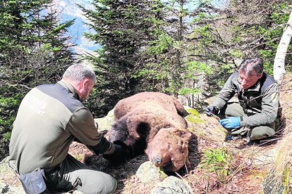 Cachou fue hallado muerte en Les el 9 de abril del año pasado.