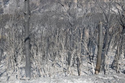 Los Bomberos dan por estabilizado el incendio forestal de Capellades