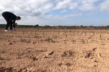 Las alta temperaturas de otoño retrasan la recolección del azafrán