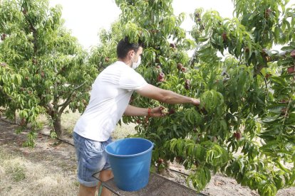 Inici de la campanya de fruita de pinyol a Aitona.