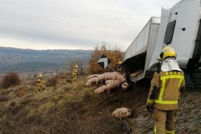 Vuelca un camión que transportaba cerdos en Isona i Conca Dellà