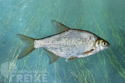 Brema blanca (Blicca bjoerkna), una de les espècies exòtiques capturades durant la competició. Imatge cedida per Grup de Natura Freixe.