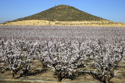 Campos de frutales floridos por el calor de estos días en Seròs, en el Baix Segre.