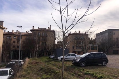 La zona on s’han replantat els arbres.