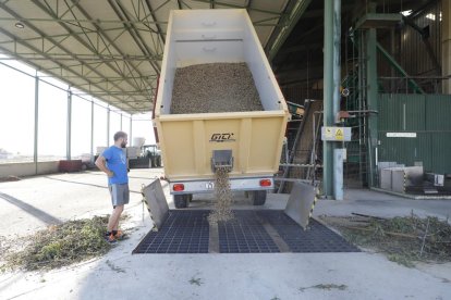 Procés de descàrrega d’ametlles ahir a la cooperativa de Maials.