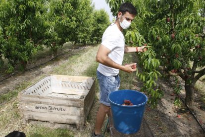 Jordi Vidal, ayer recogiendo algunos  de los primeros paraguayos de su finca en Aitona.