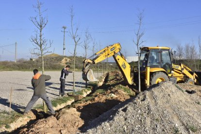 Els treballs per plantar els nous arbres.