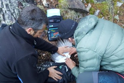 Técnicos colocando un dispositivo a un urugallo. 