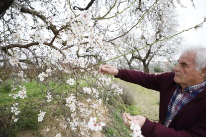 Francesc Xavier Miarnau analitza la situació d’aquests ametllers a Aitona.