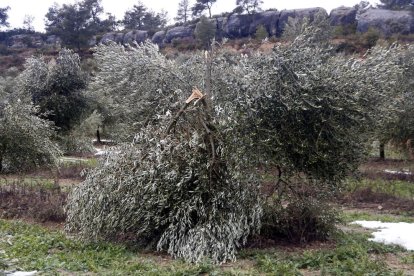 Una olivera partida en un camp de Vinaixa després del temporal.