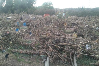 L’aigua va arrasar nombroses oliveres en aquesta finca de l’Albi.