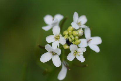 Com s'adapten les plantes al canvi climàtic?