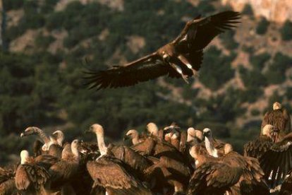 Crece un 57% la población de buitre leonado en Lleida