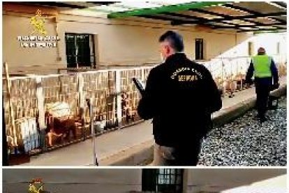 Detinguts veterinari i criador per tallar les cordes vocals a 10 gossos