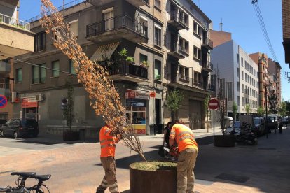 Los operarios cortaron ayer con una sierra varios árboles de las jardineras.