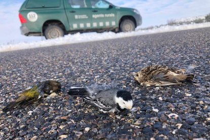 Más mortalidad en las carreteras  - Los Agentes Rurales alertan del aumento de mortalidad de pequeños pájaros que, para intentar conseguir alimento, se posan en las carreteras ya que están  limpias de nieve debido al paso constante de vehículo ...