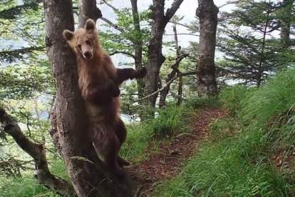 Imagen de un oso captado por las cámaras del Gobierno francés. 