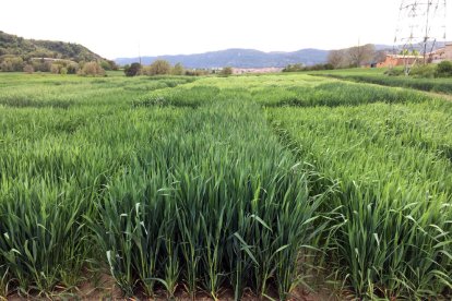 Imagen de uno de los campos de cultivo de la avena experimental.