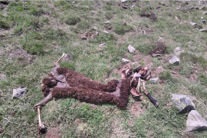 Los restos del carnero devorado encontrados ayer en Gessa. 