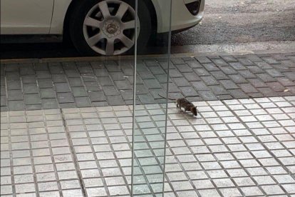 Ratas en la calle