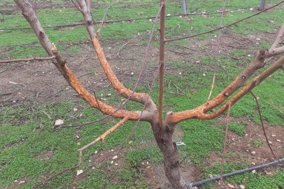 Els conills rosseguen les branques dels arbres