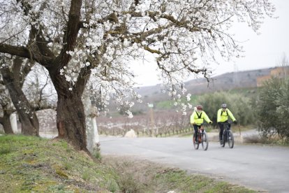 Ametllers florits a Aitona en una imatge d'arxiu.