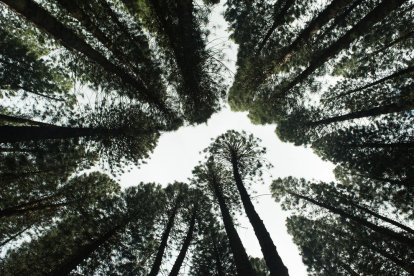 És la reforestació una solució per combatre el canvi climàtic?