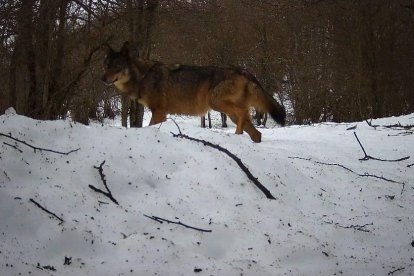 Un exemplar de llop adult, en una zona boscosa on ha estat reintroduït.