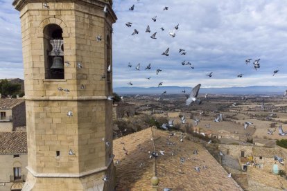 Las palomas se convierten en una plaga en Granyena de Segarra