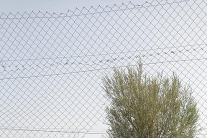 Vista de la zona on els lladres van tallar la tanca per poder accedir al recinte a Alcoletge.