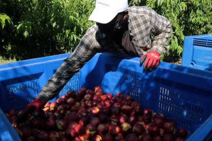 Un temporer inspecciona les nectarines acabades de collir de l’arbre.