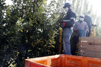 Imagen del pasado verano de labores de recolección de fruta en una finca de Penelles.