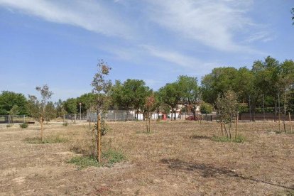 Imagen de los últimos árboles plantados en el bosque urbano de Magraners. 