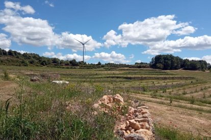 Finca plantada de encinas dedicadas al cultivo de la trufa negra.