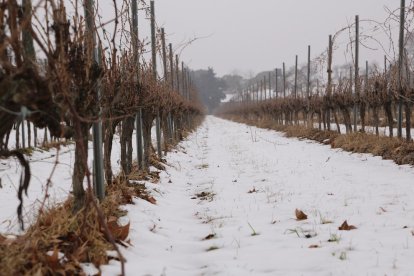 Imatge de vinyes captada dijous encara amb molta neu.