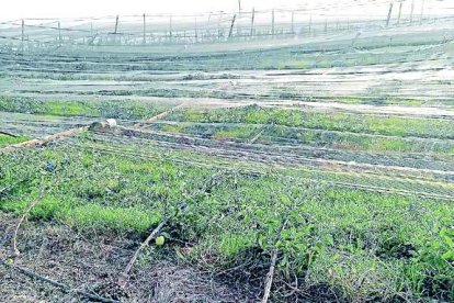 Manzanos víctimas del aire  -  Estos manzanos acabaron completamente tumbados por efecto del viento, que también causó daños en las redes antipiedra de la finca.