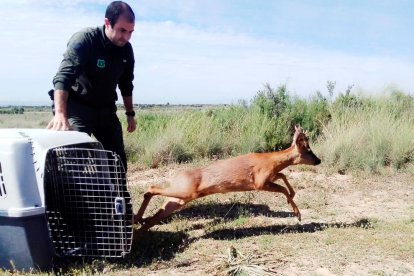 Un agent rural alliberant el cabirol a l’espai natural de Mas de Melons.