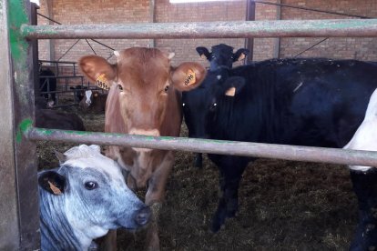 Una explotación de vacuno de carne en Torre-serona.